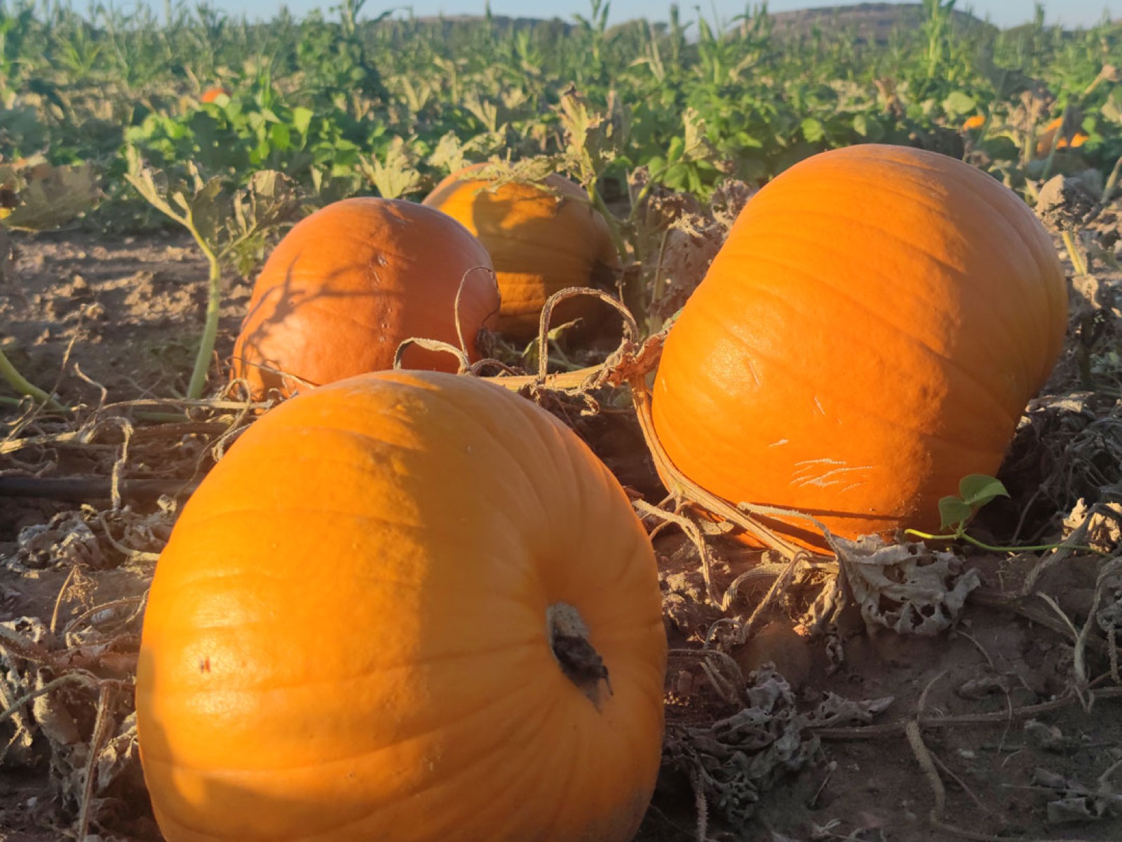 Calabazas de Halloween en el campo
