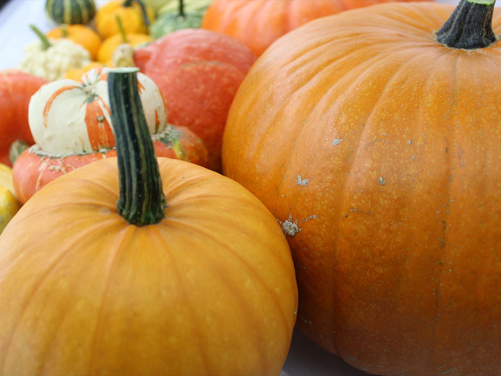Montón de calabazas de otoño
