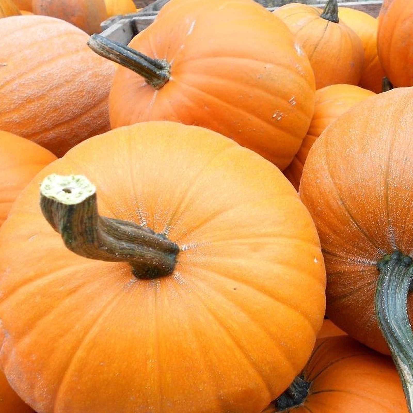 Calabazas naranjas apiladas
