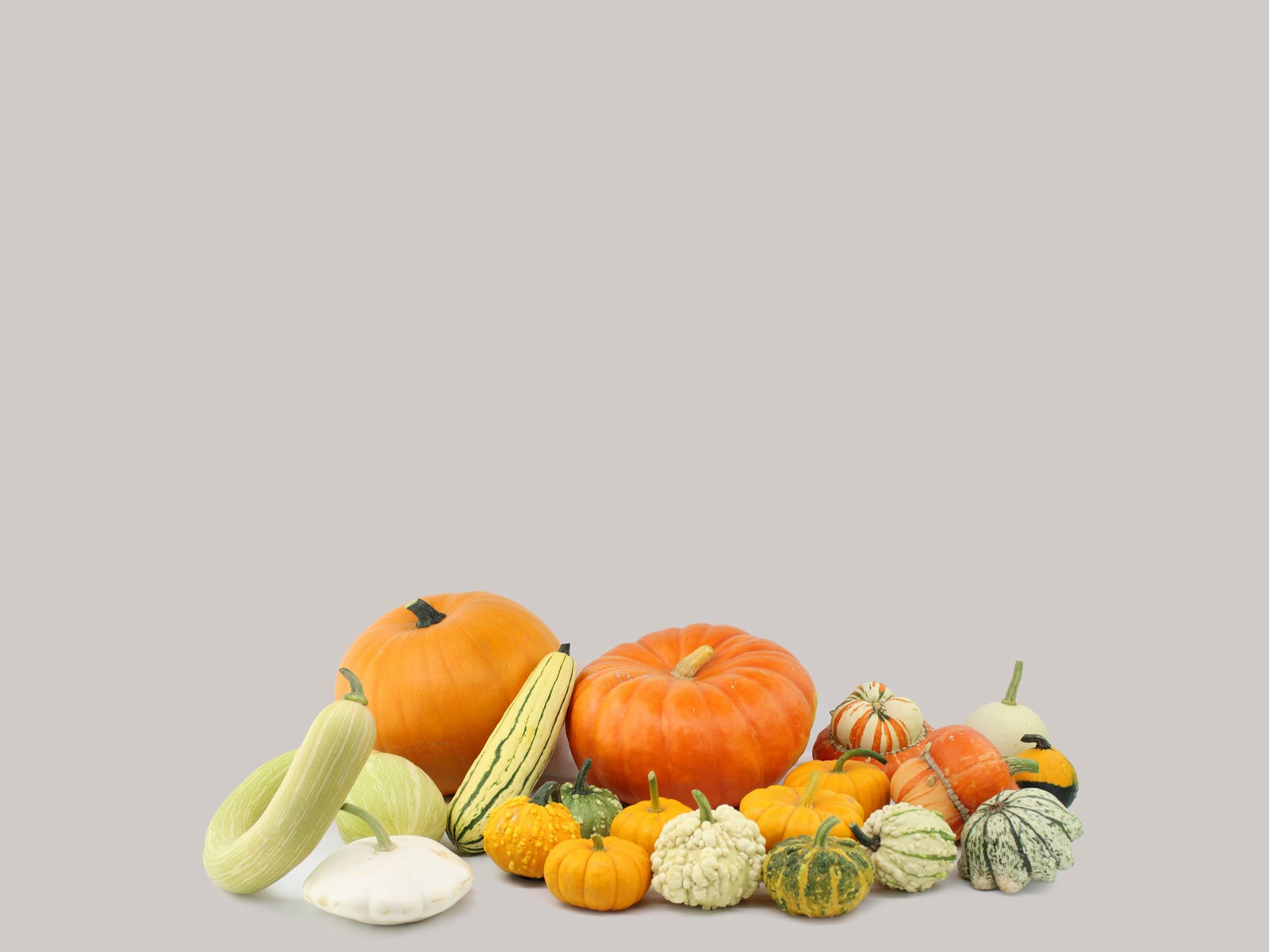 Variedades de calabaza recién recogidas