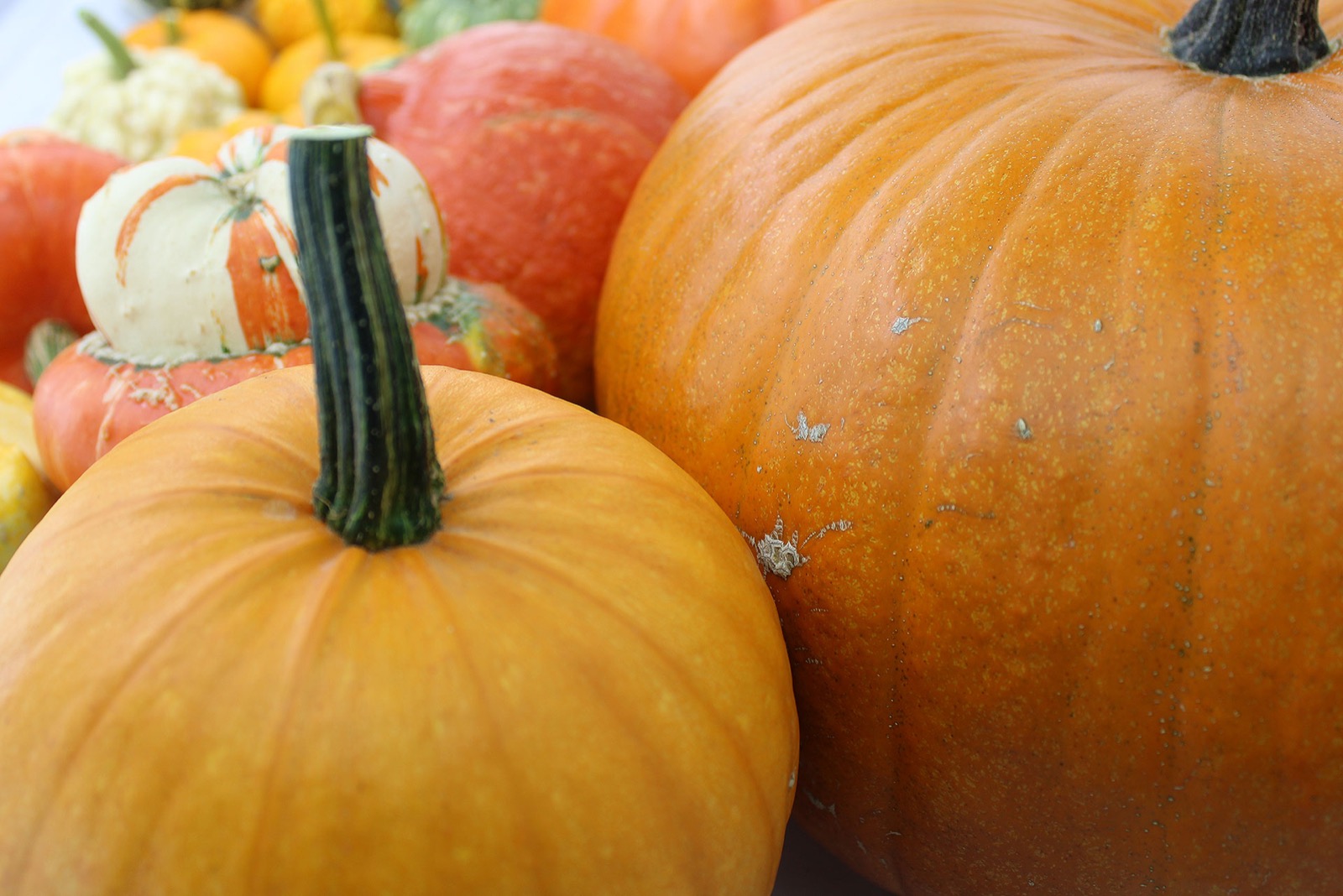 Calabazas decorativas de colores