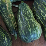 Calabaza Ayote