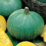 Calabaza Ambar