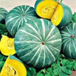 Calabaza Ambar