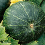 Calabaza Ambar