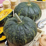 Calabaza Argentina