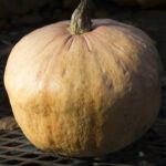 Calabaza Australian Butter