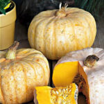 Calabaza Australian Butter