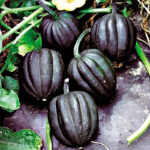 Calabaza Autum Deligh