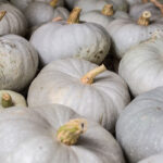 Calabaza Azul de Hungria - Nagydobosi