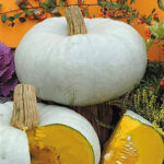 Calabaza Azul de Hungria - Nagydobosi