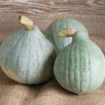 Calabaza Blue Ballet