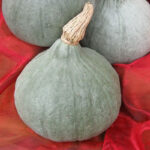 Calabaza Blue Ballet