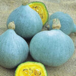 Calabaza Blue Ballet