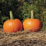 Calabaza Baby Pam