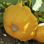 Calabaza Bonatera Amarilla
