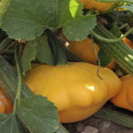 Calabaza Bonatera Amarilla