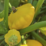 Calabaza Bonatera Amarilla