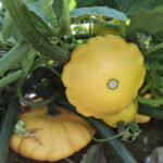 Calabaza Bonatera Amarilla