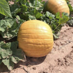 Calabaza Connecticut Field