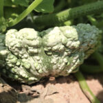 Calabaza Patisson Galeux Mix