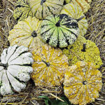 Calabaza Patisson Galeux Mix
