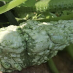 Calabaza Patisson Galeux Mix