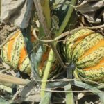 Calabaza Celebration