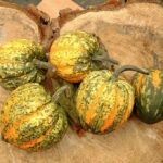 Calabaza Celebration