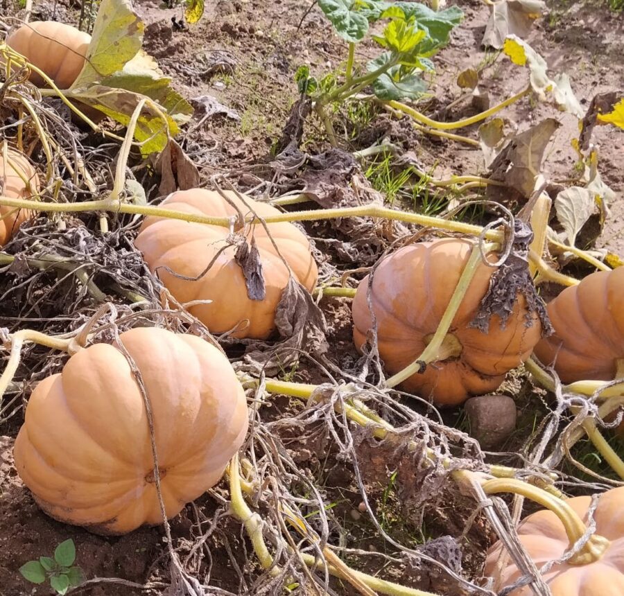 Calabaza Dawn of the East – Amanecer del Este