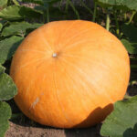 Calabaza Gele Centenar