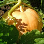 Calabaza Gele Centenar