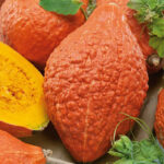 Calabaza Golden Hubbard