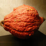 Calabaza Golden Hubbard