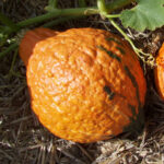 Calabaza Golden Hubbard