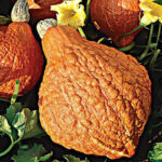 Calabaza Golden Hubbard