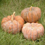 Calabaza Hidemi