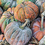 Calabaza de Montaña Turca