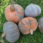 Calabaza de Montaña Turca