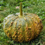 Calabaza Moscada de Marruecos