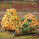 Calabaza Moscada de Marruecos