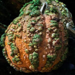 Calabaza Moscada de Marruecos