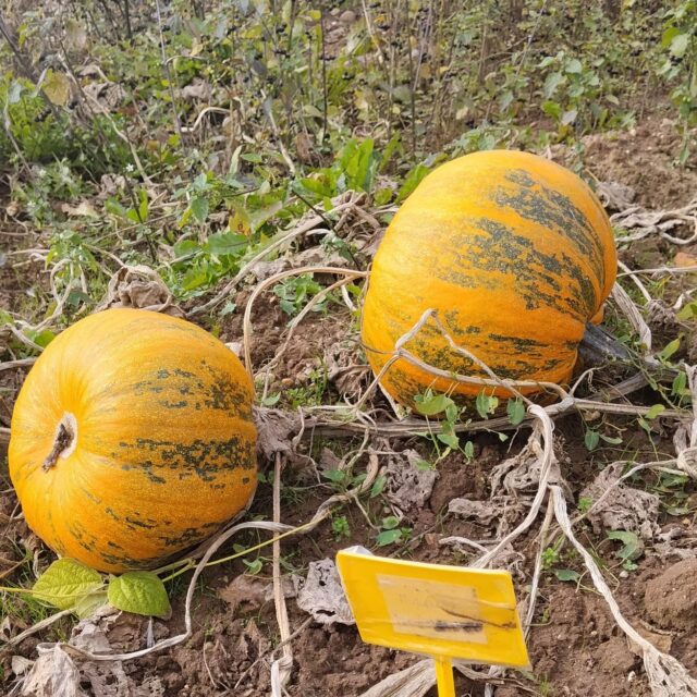 Calabaza Miranda
