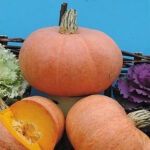 Calabaza Nicaise