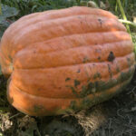 Calabaza Papagayo