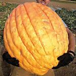 Calabaza Papagayo