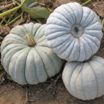 Calabaza Criolla Pataka