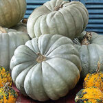 Calabaza Criolla Pataka
