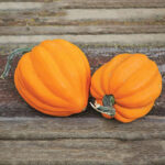 Calabaza Golden Pippin