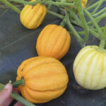 Calabaza Golden Pippin